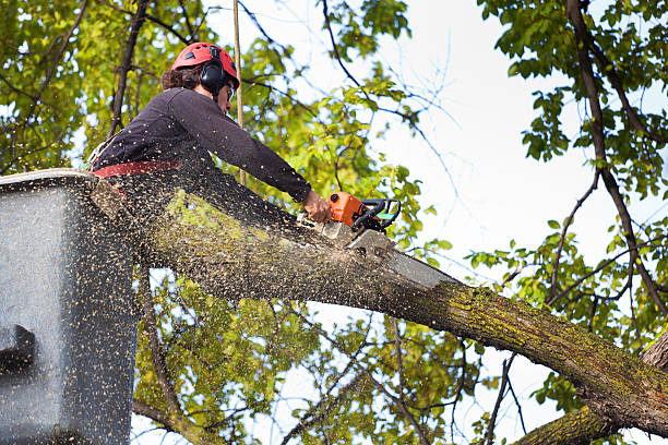 How Our Tree Care Process Works  in  Frederick, CO